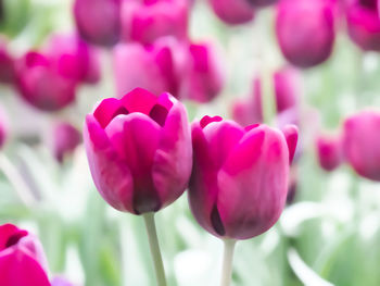 Close-up of pink tulips blooming outdoors