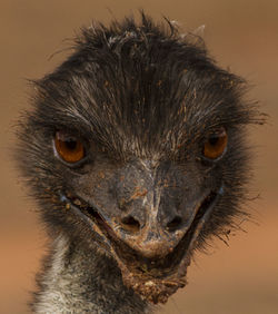 Close-up portrait of a bird