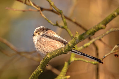 Close-up of bird perching on branch