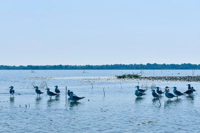 Flock of birds in lake against clear sky