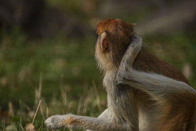 Close-up of monkey