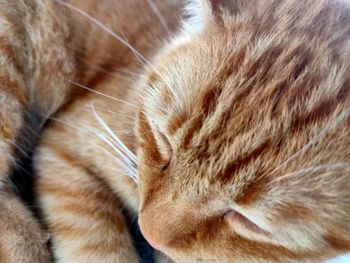 Close-up of cat sleeping