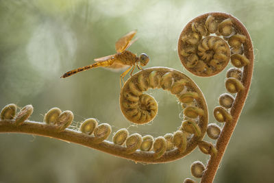 Dragonflies on artifacial plant