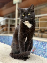 Portrait of black cat looking away at home