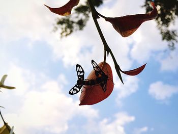 Low angle view of butterfly flying against sky