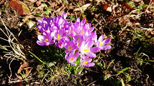 Close-up of purple flowers blooming in field