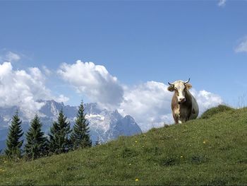 View of horse on field against sky