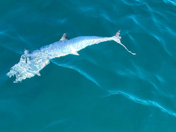 King mackerel fishing. 