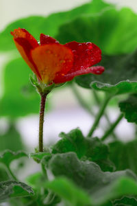 Close-up of wet red rose