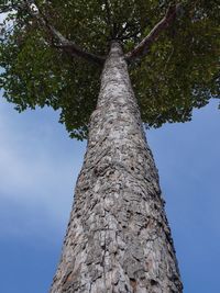 Low angle view of tree against sky