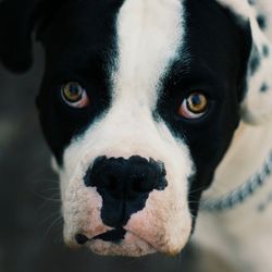 Close-up portrait of a dog