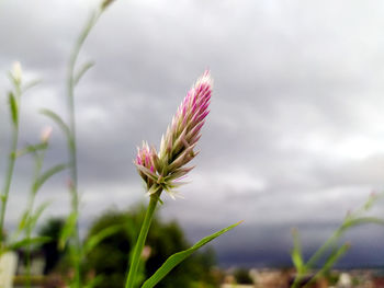 Close-up of purple flowering plant against sky