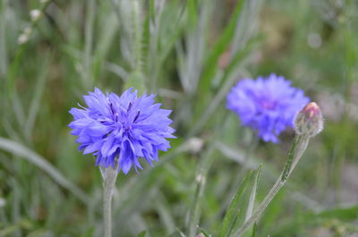 Close-up of purple thistle flowers