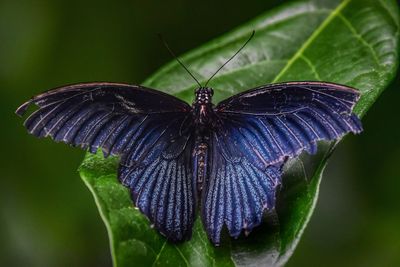 Papilio memnon, the great mormon, 