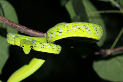 Close-up of green leaf