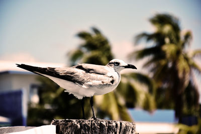 Close-up of seagull perching on wooden post