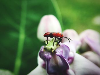 Close-up of insect on flower