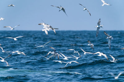 Seagulls flying over sea