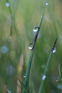 Close-up of insect on wet plant