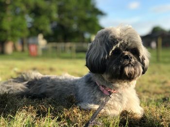 Close-up of a dog on field