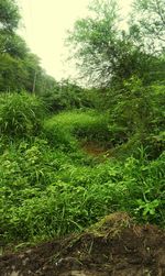 Scenic view of grassy field