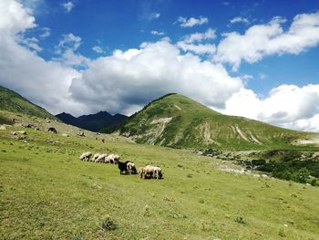 Cows grazing on field against sky