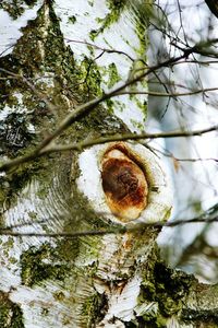 Close-up of tree trunk