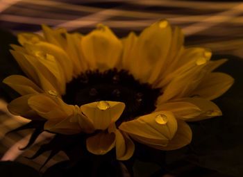 Close-up of yellow flower