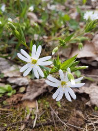 Close-up of white flowers blooming outdoors