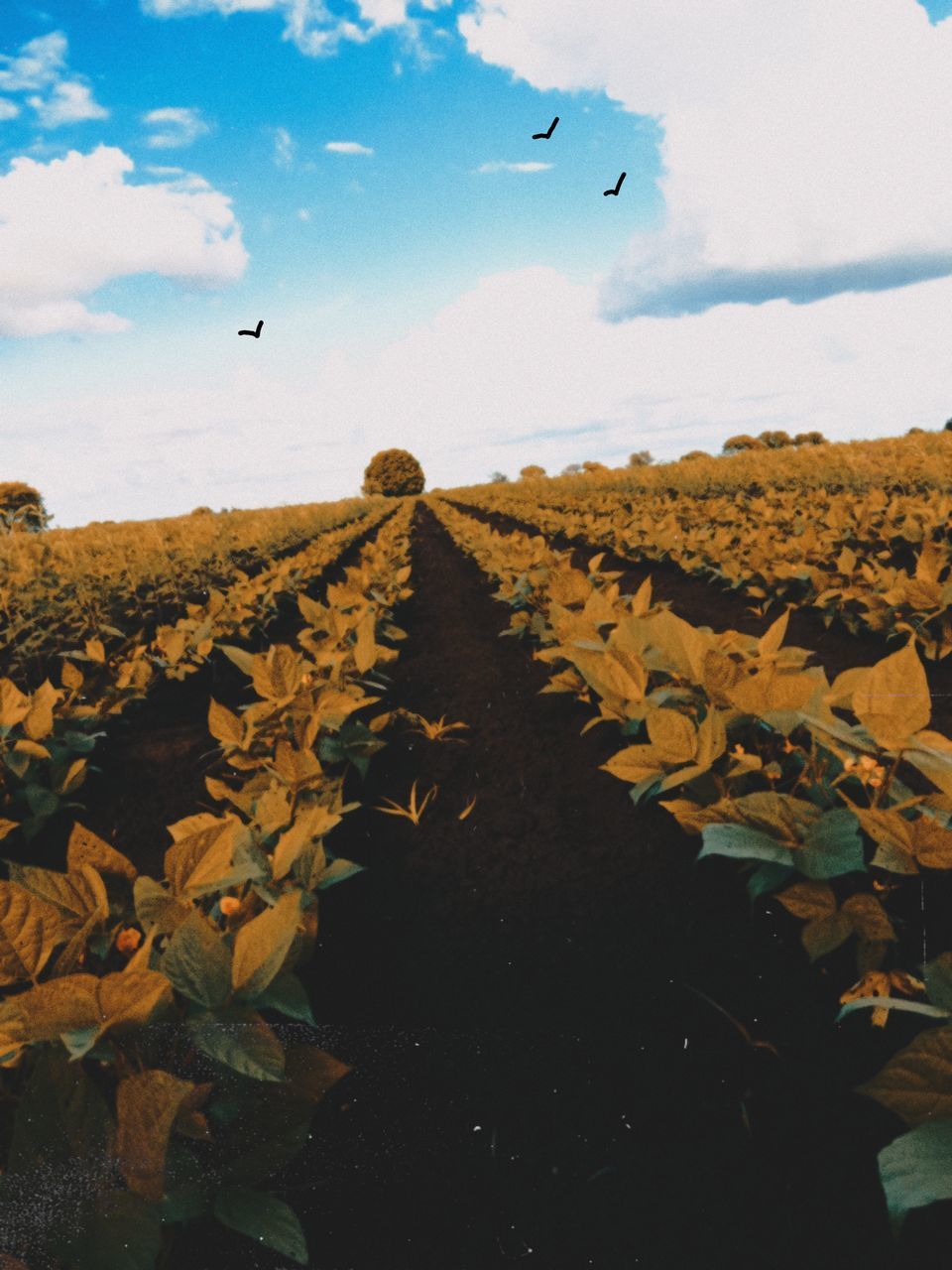 VIEW OF BIRDS ON LANDSCAPE