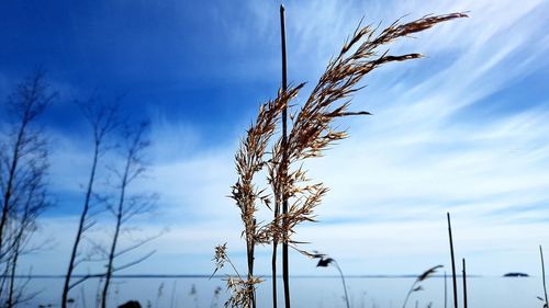 Close-up of stalks against blue sky