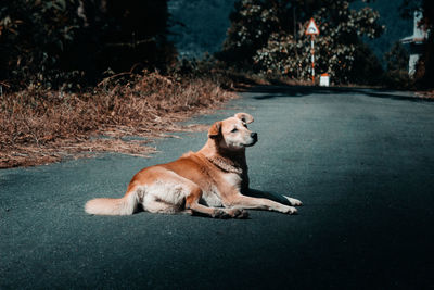 Dog standing on field