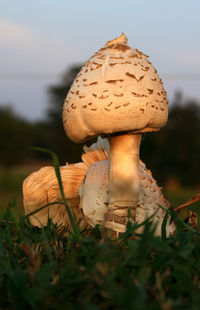 Close-up of mushroom growing on field