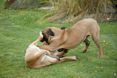 Dog resting on field