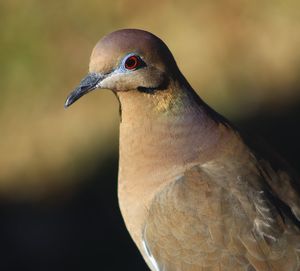 Close-up of bird perching outdoors