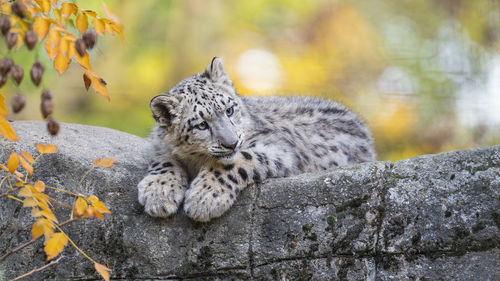 A cute snow leopard cub layed on a rock