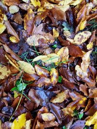 Full frame shot of autumn leaves