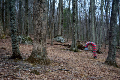 Rear view of man amidst trees in forest