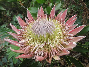 Close-up of pink flowers blooming outdoors