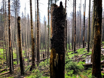 Pine trees in forest