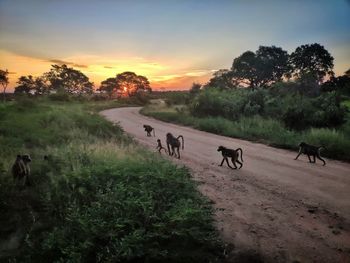 View of horses on field against sky during sunset