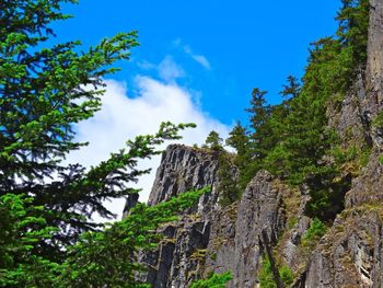 Low angle view of trees against blue sky