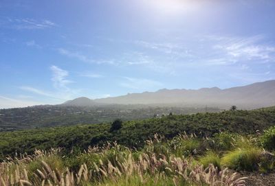 Scenic view of field against sky