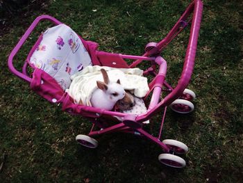 Dog lying on grassy field