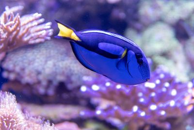 Close-up of fish swimming in sea