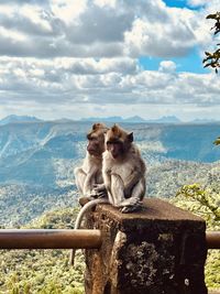 Monkeys sitting on railing against sky