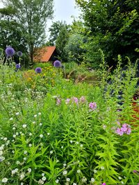 Purple flowering plants in park