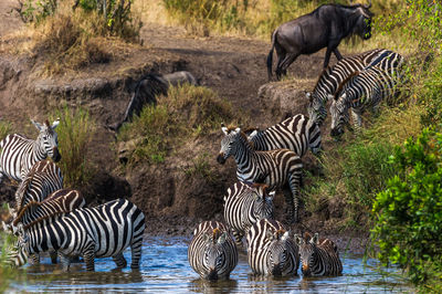 Zebras drinking water at lake