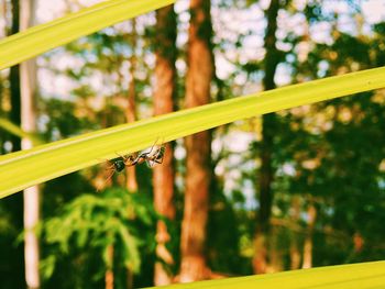 Close-up of insect on plant