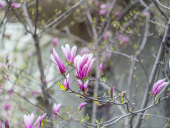 Close-up of pink flower blooming on tree